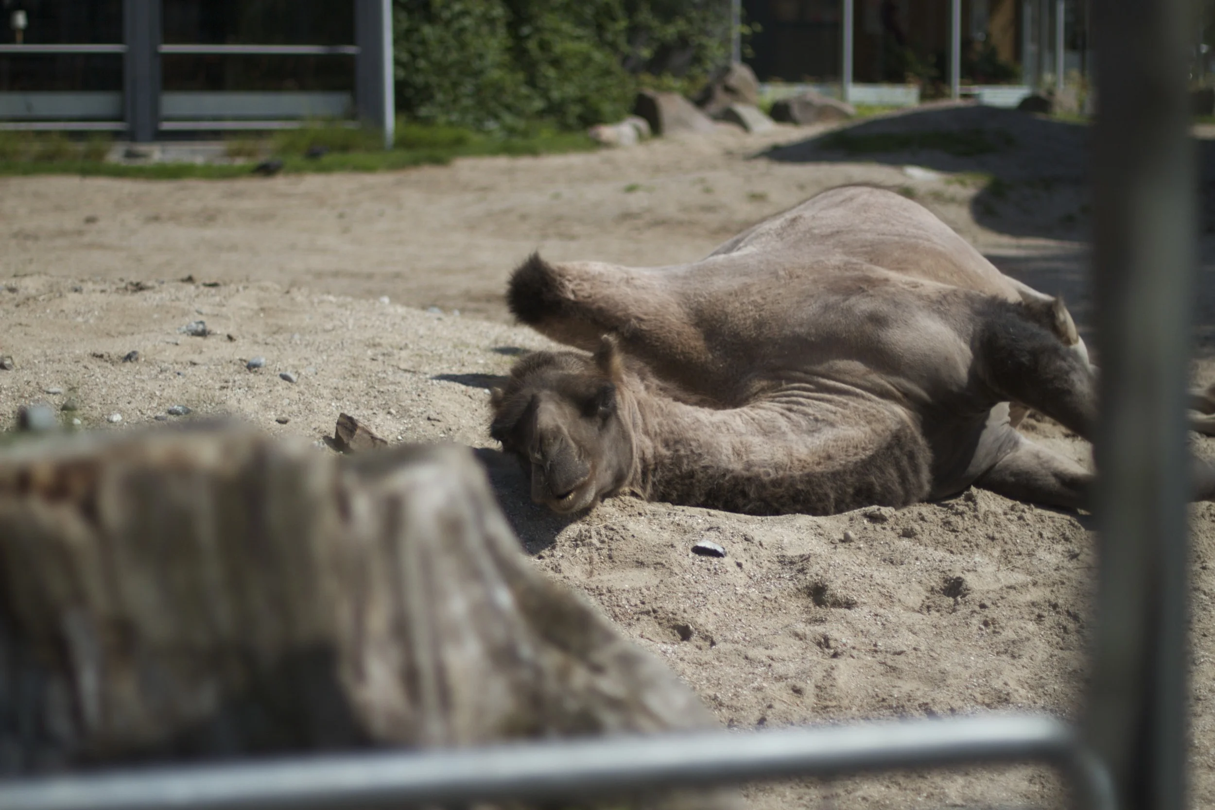 skd pic 2011_07_19 IMG_0243.CR2.jpg