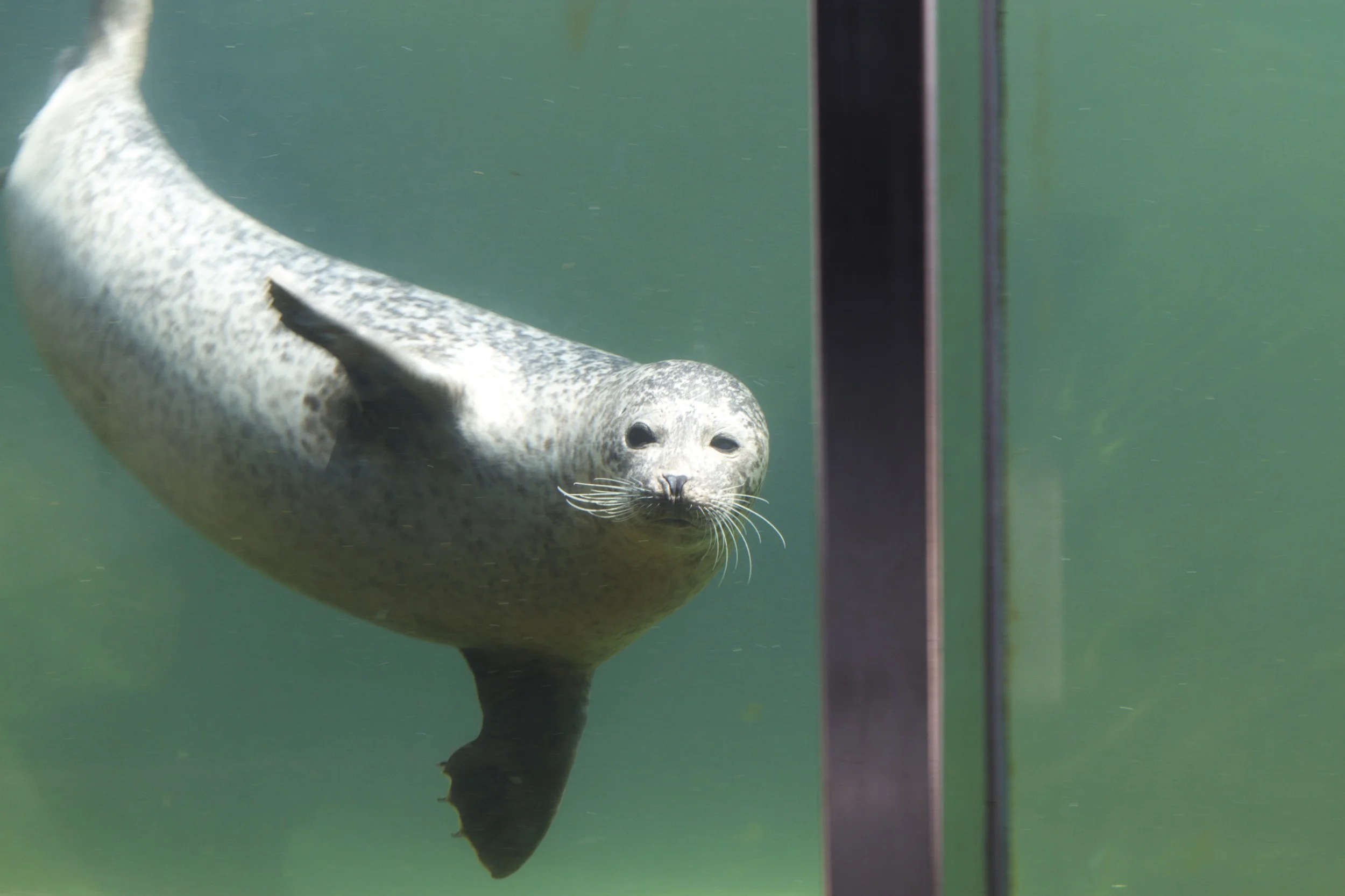 skd pic 2011_07_19 IMG_9966.CR2.jpg