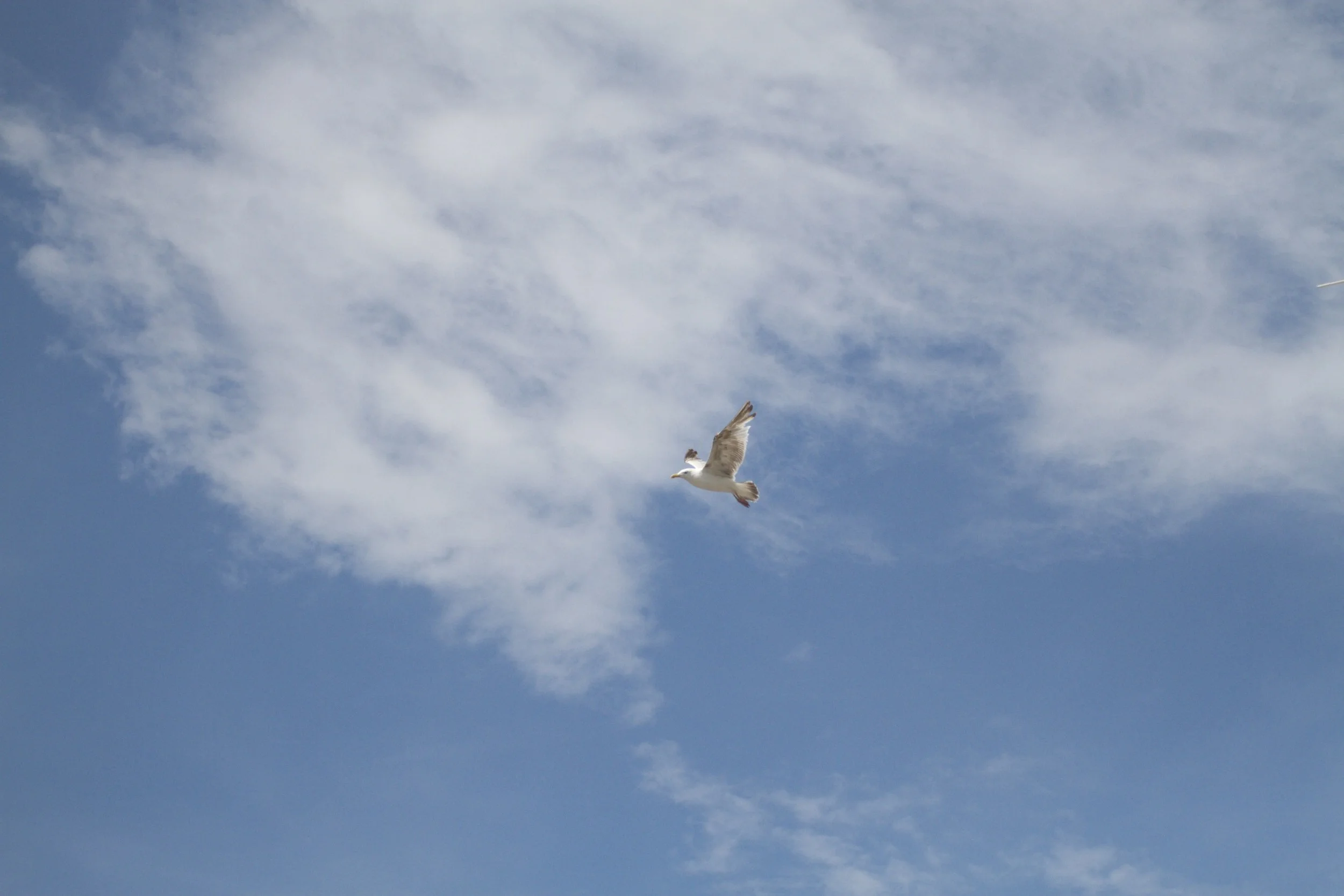 skd pic 2011_08_01 IMG_1279.CR2.jpg