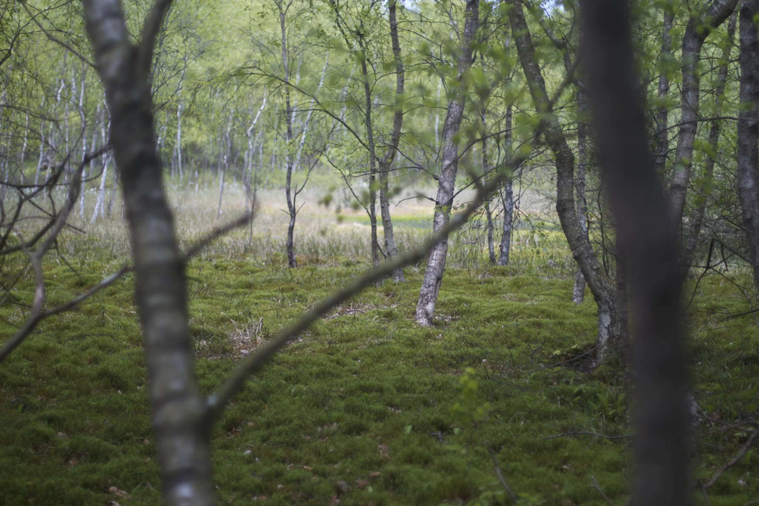 skd pic 2012_05_17 IMG_1343.CR2.jpg