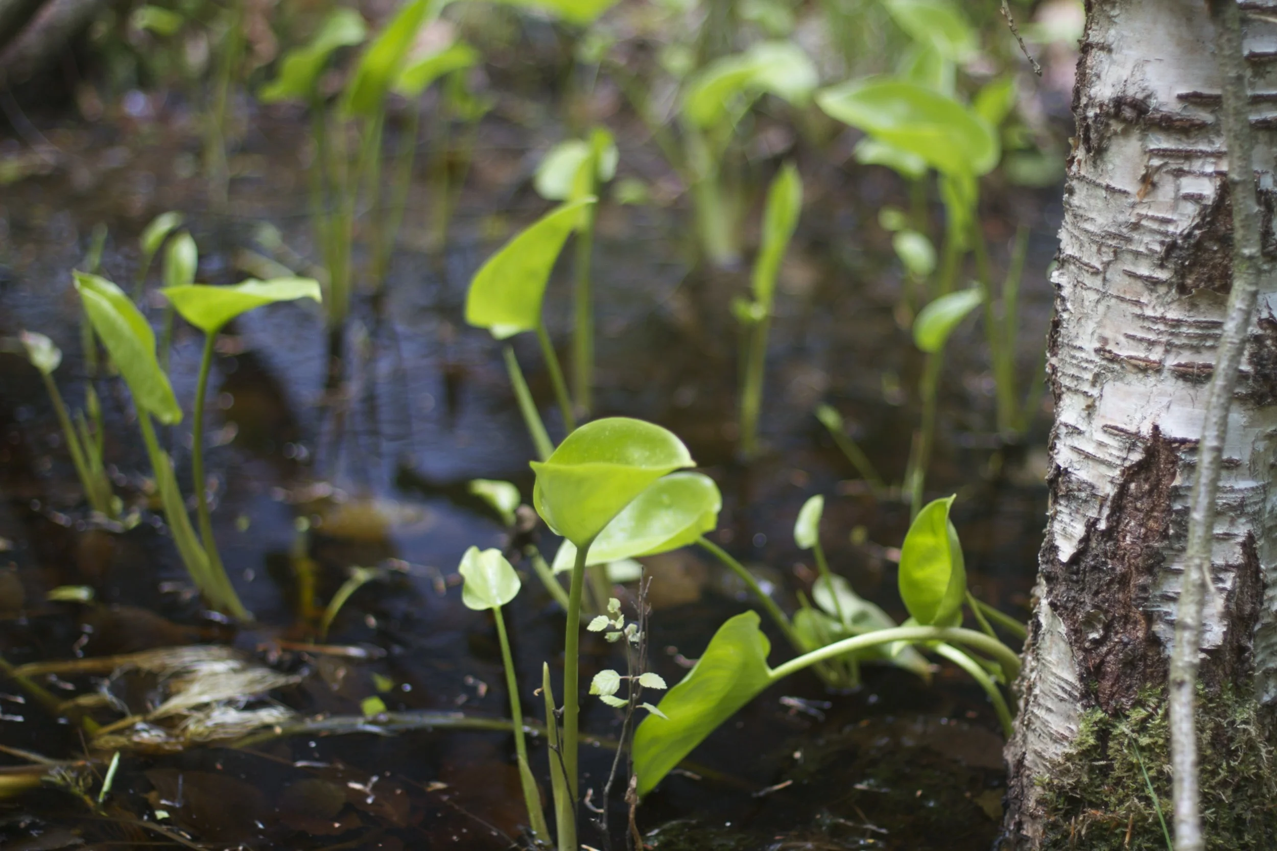 skd pic 2012_05_17 IMG_1344.CR2.jpg