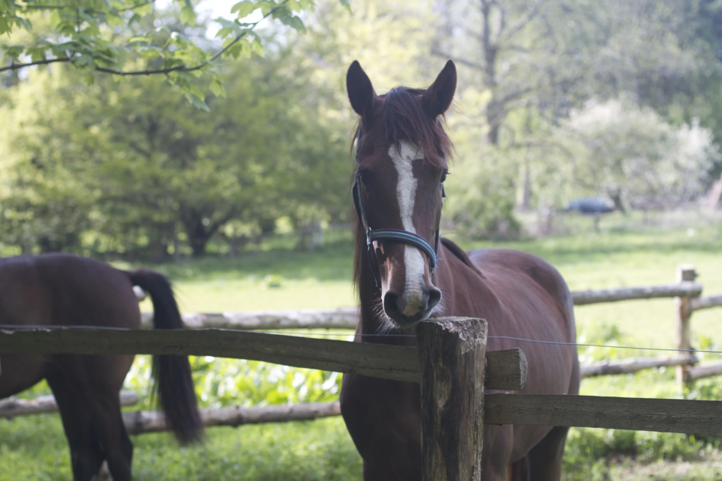 skd pic 2012_05_17 IMG_1447.CR2.jpg