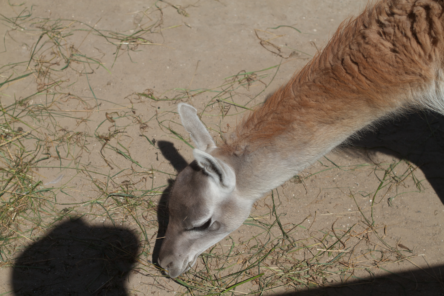 Snofari 2013_08_07 2.jpg