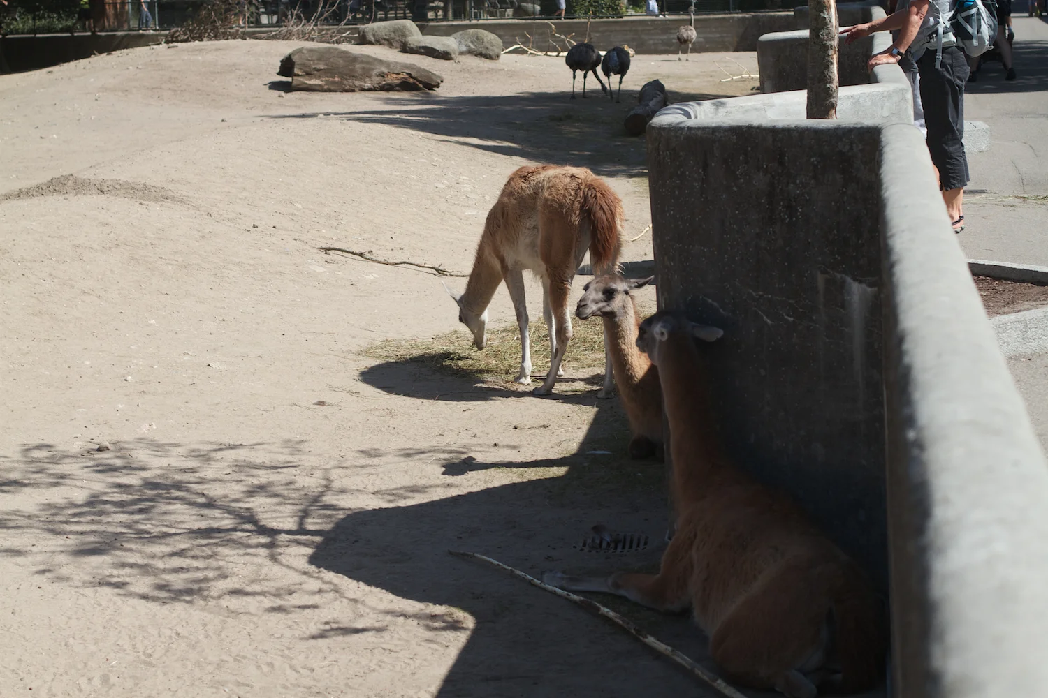 Snofari 2013_08_07 3.jpg