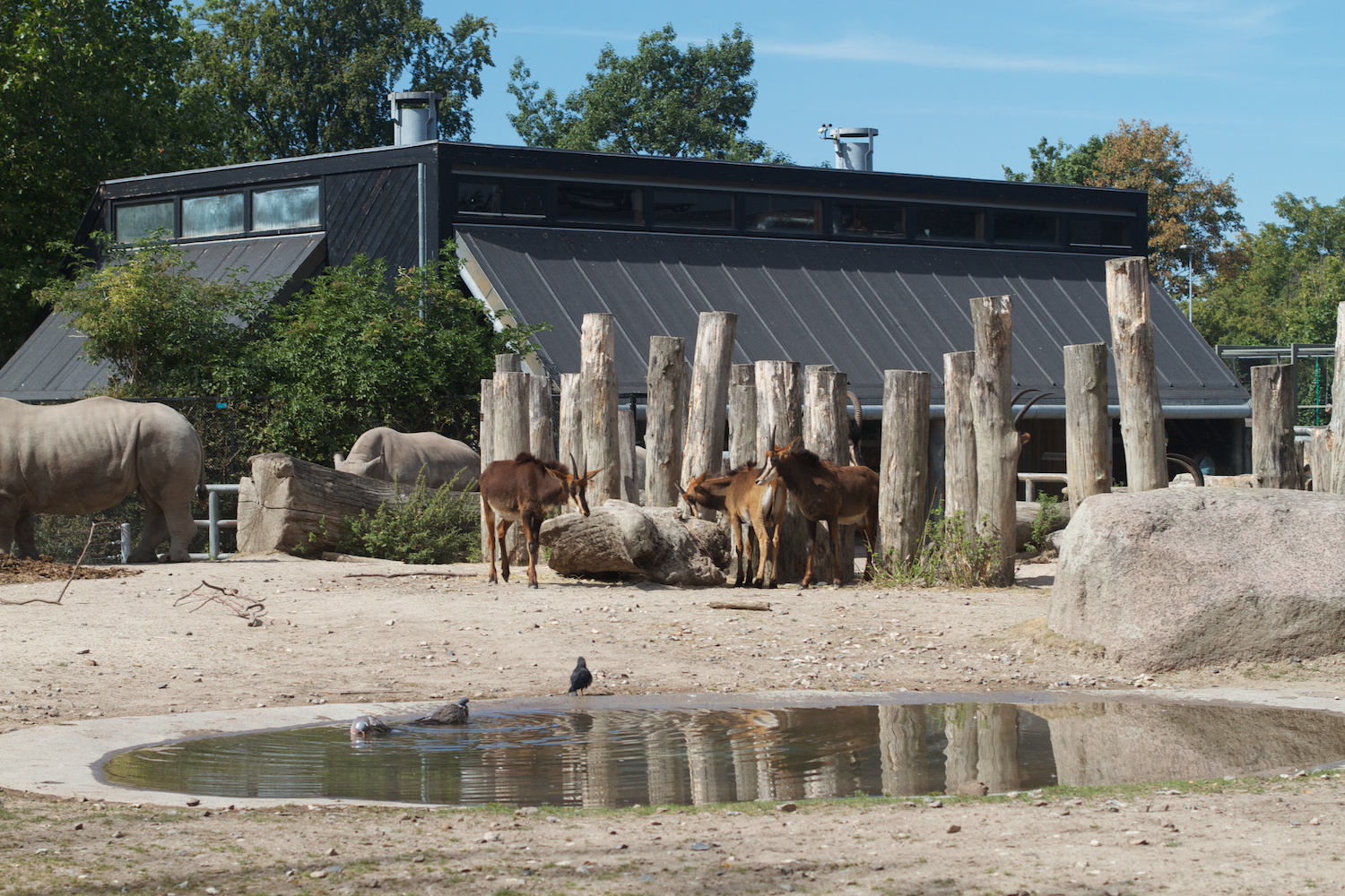 Snofari 2013_08_07 6.jpg