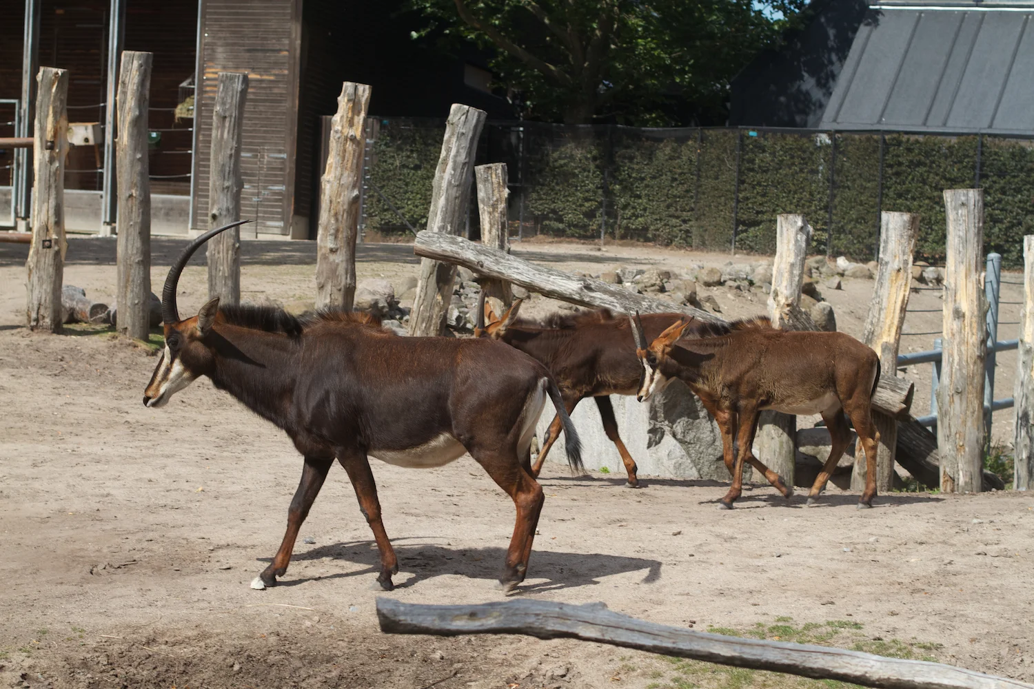 Snofari 2013_08_07 8.jpg