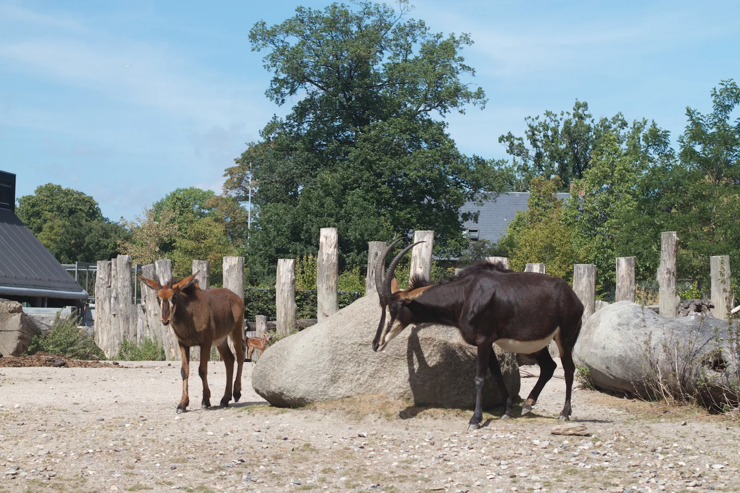 Snofari 2013_08_07 13.jpg