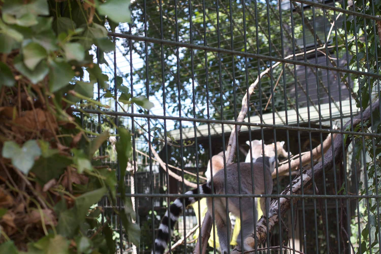 Snofari 2013_08_07 14.jpg