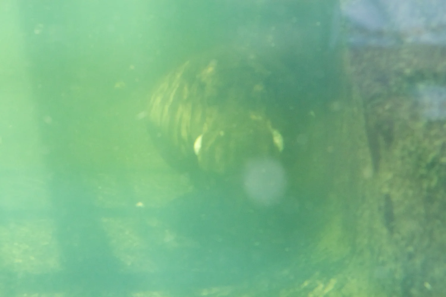 Snofari 2013_08_07 28.jpg