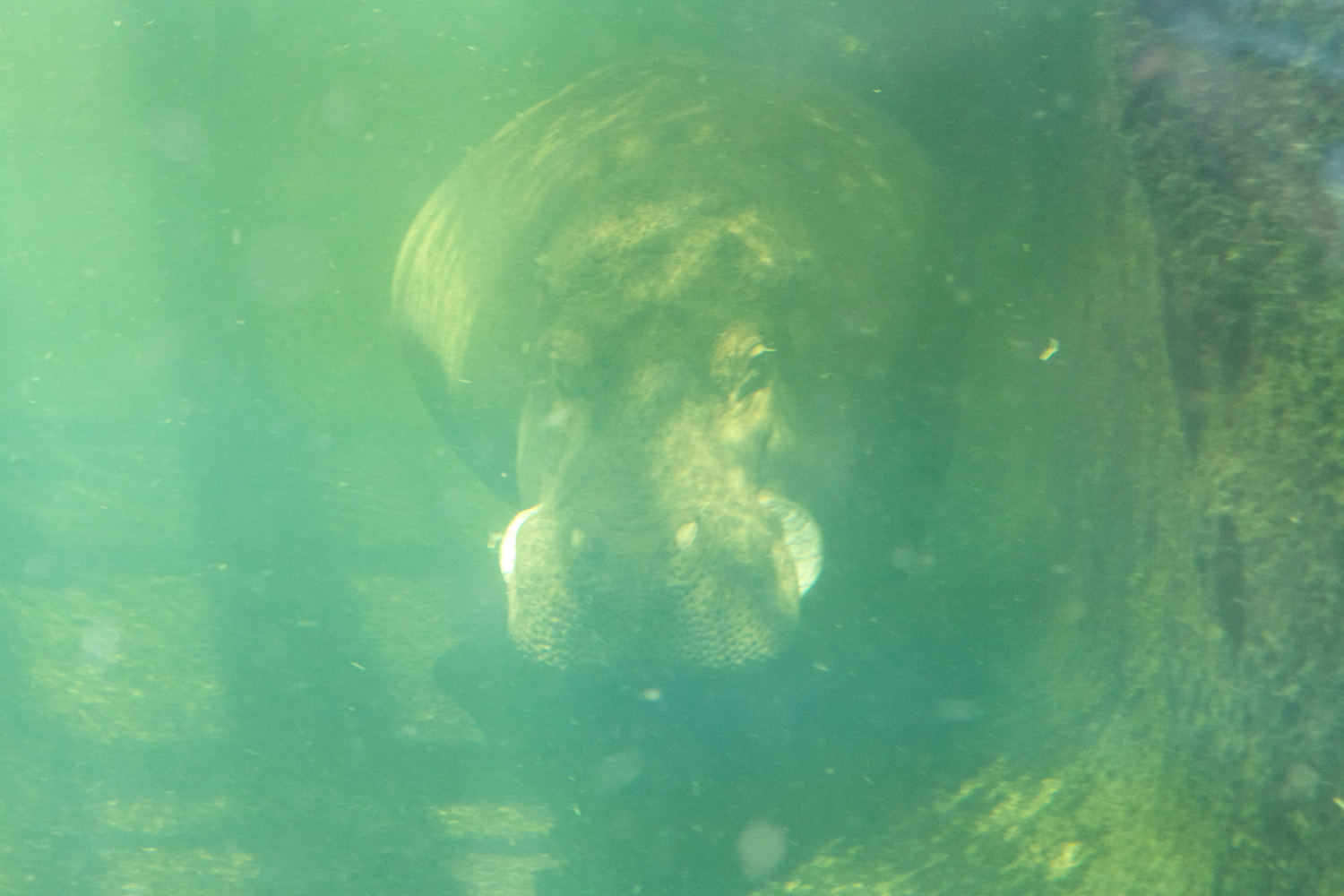 Snofari 2013_08_07 29.jpg