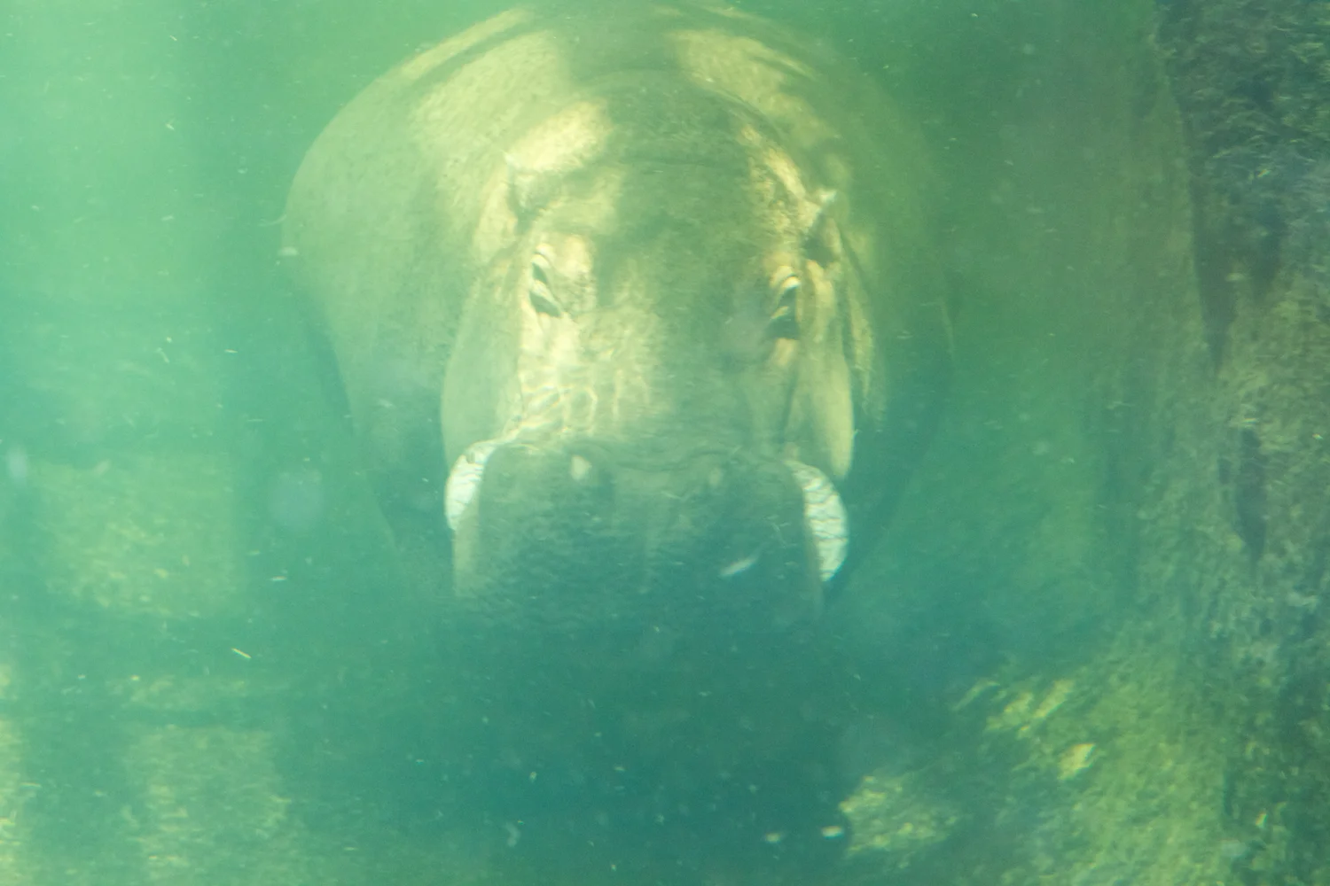 Snofari 2013_08_07 30.jpg