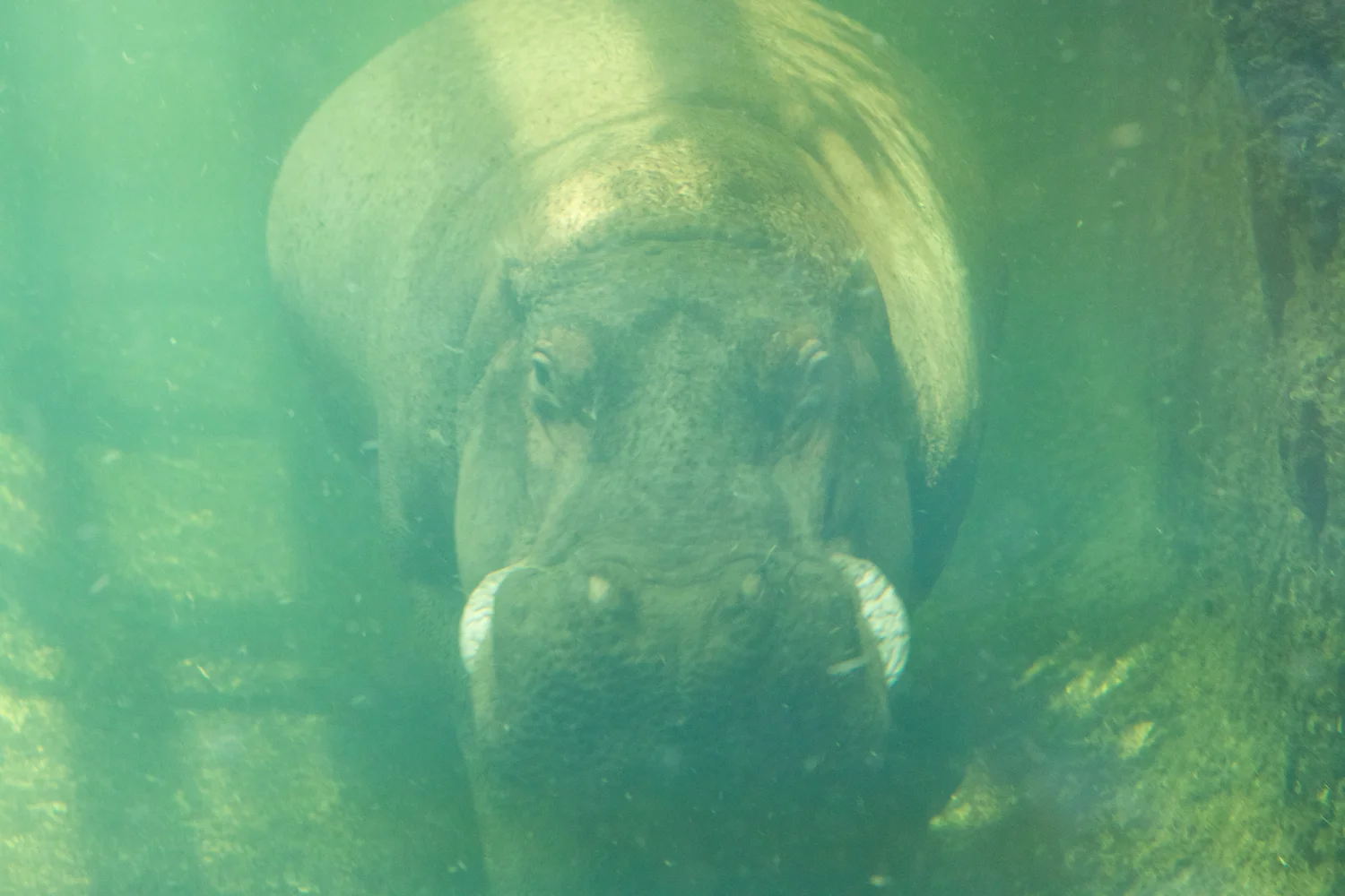 Snofari 2013_08_07 31.jpg