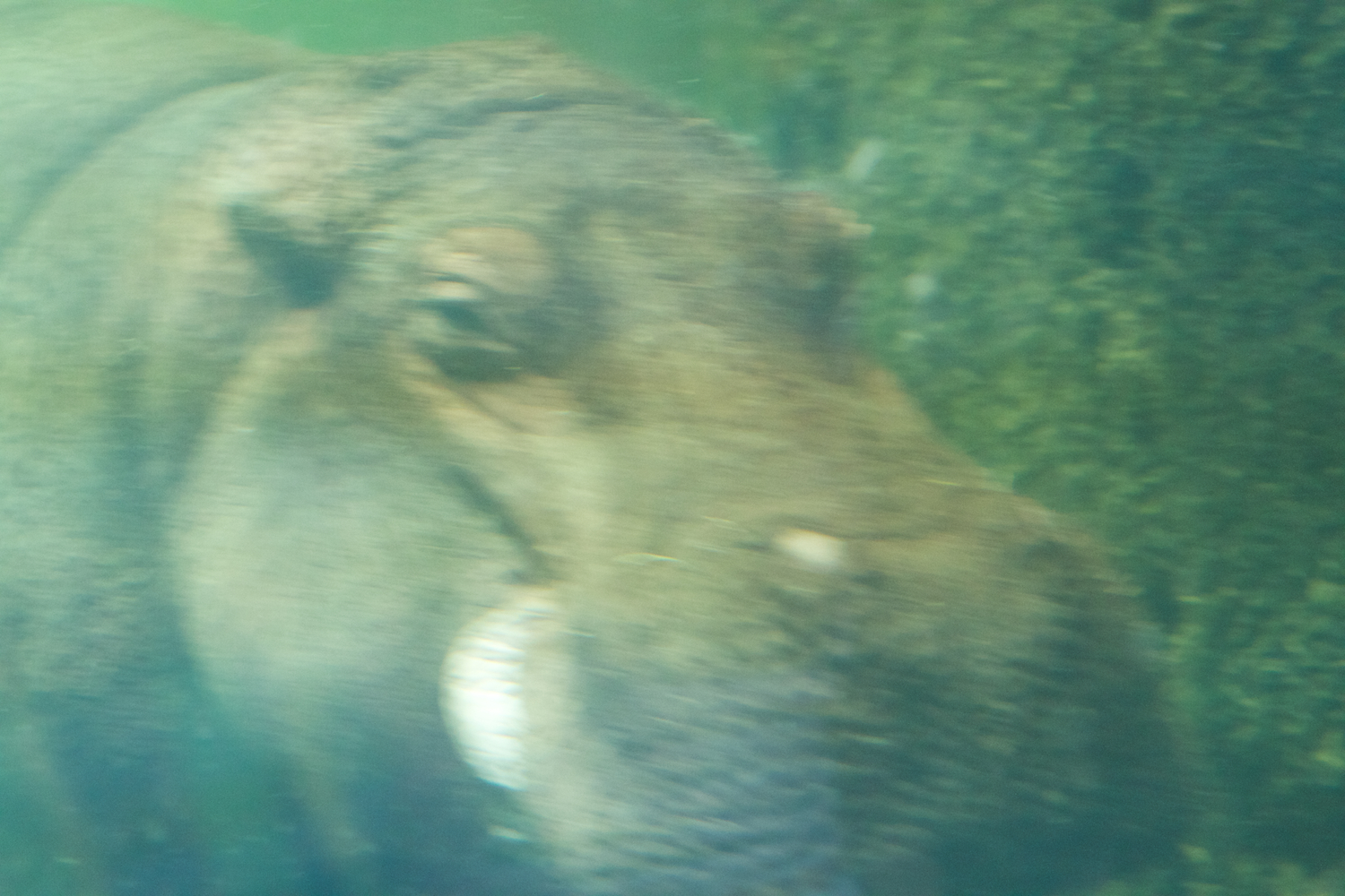 Snofari 2013_08_07 32.jpg