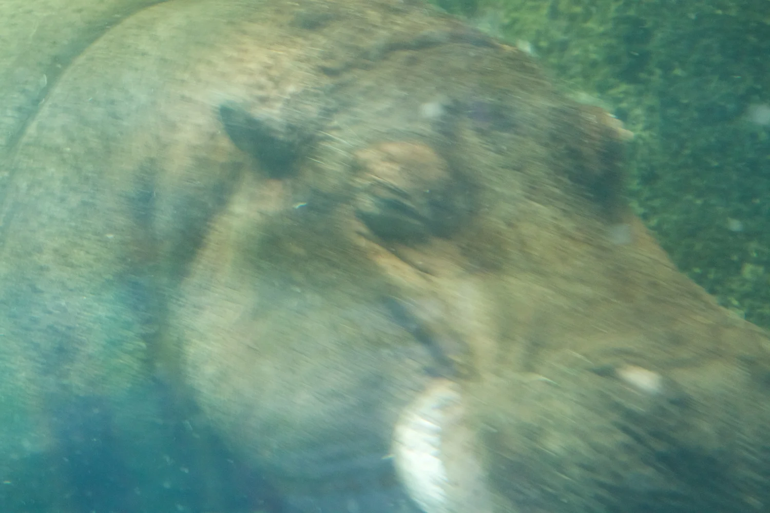 Snofari 2013_08_07 33.jpg