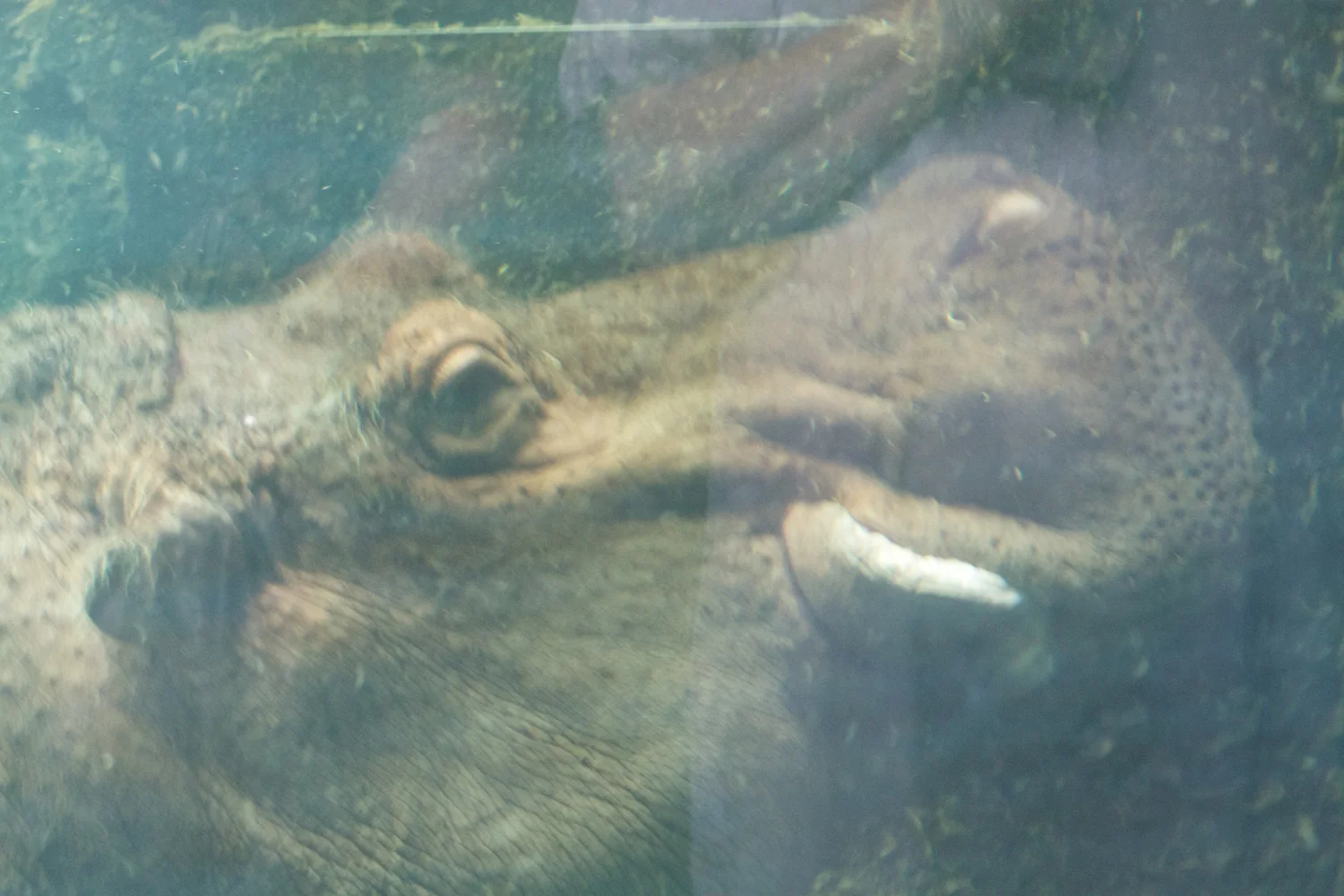 Snofari 2013_08_07 37.jpg