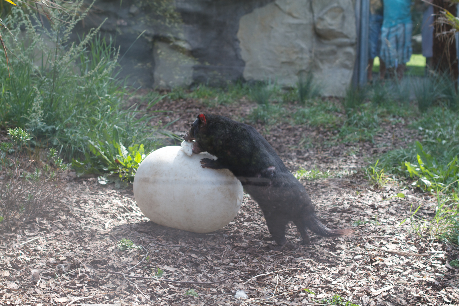 Snofari 2013_08_07 39.jpg