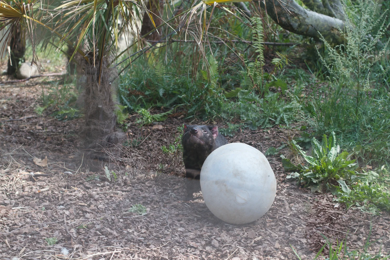 Snofari 2013_08_07 43.jpg