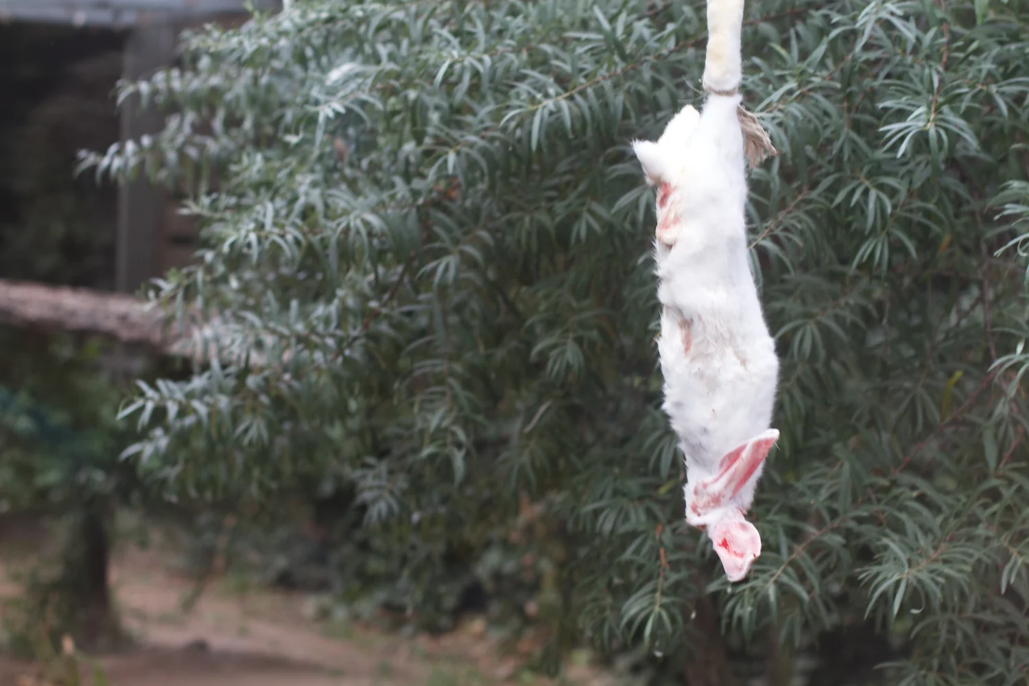 Anna gal bogorm 2013_08_08 2.jpg