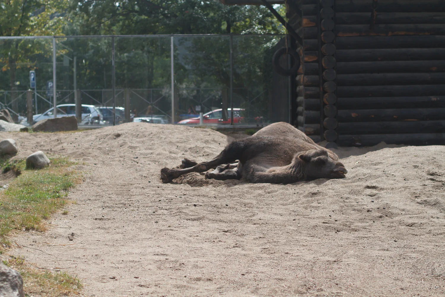 Anna gal bogorm 2013_08_08 1.jpg