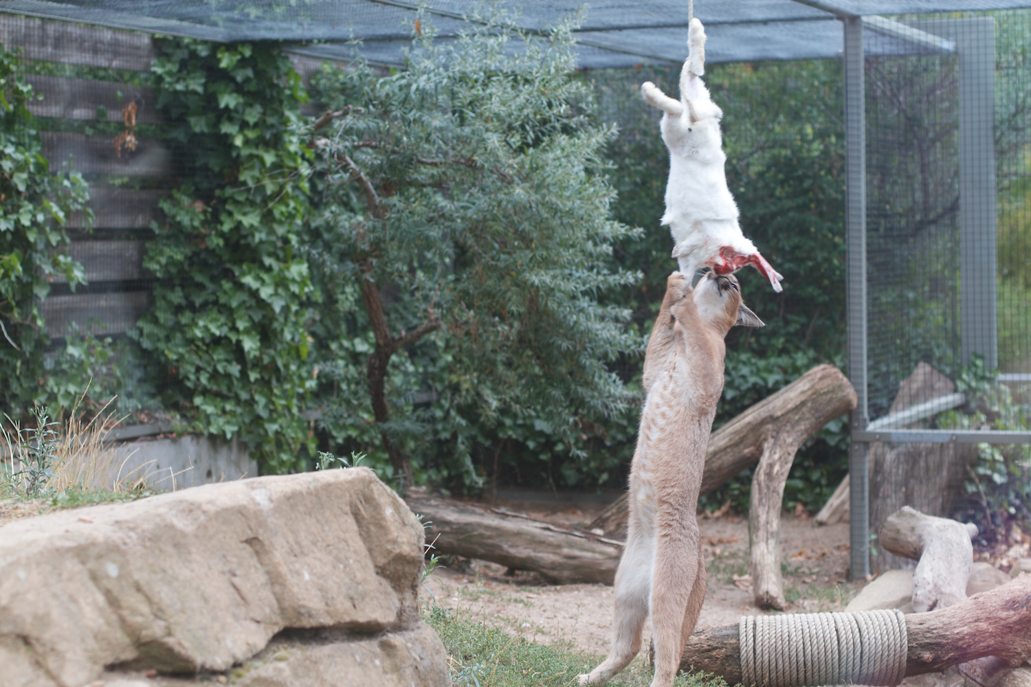 Anna gal bogorm 2013_08_08 4.jpg