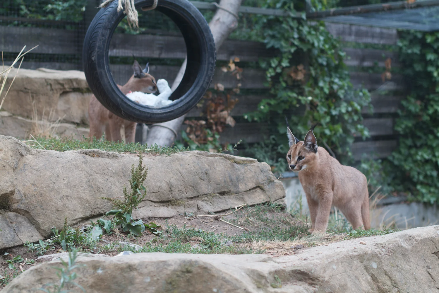 Anna gal bogorm 2013_08_08 6.jpg