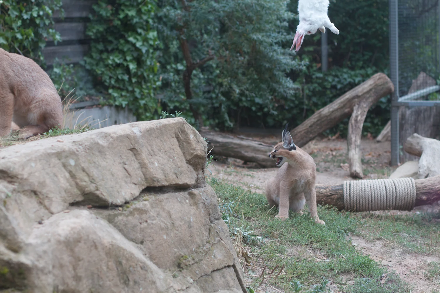 Anna gal bogorm 2013_08_08 7.jpg