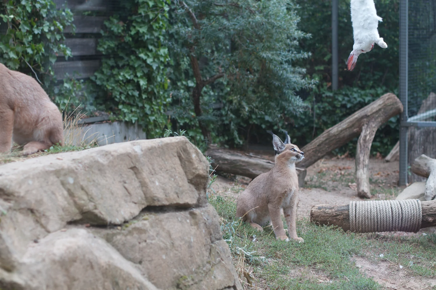 Anna gal bogorm 2013_08_08 8.jpg