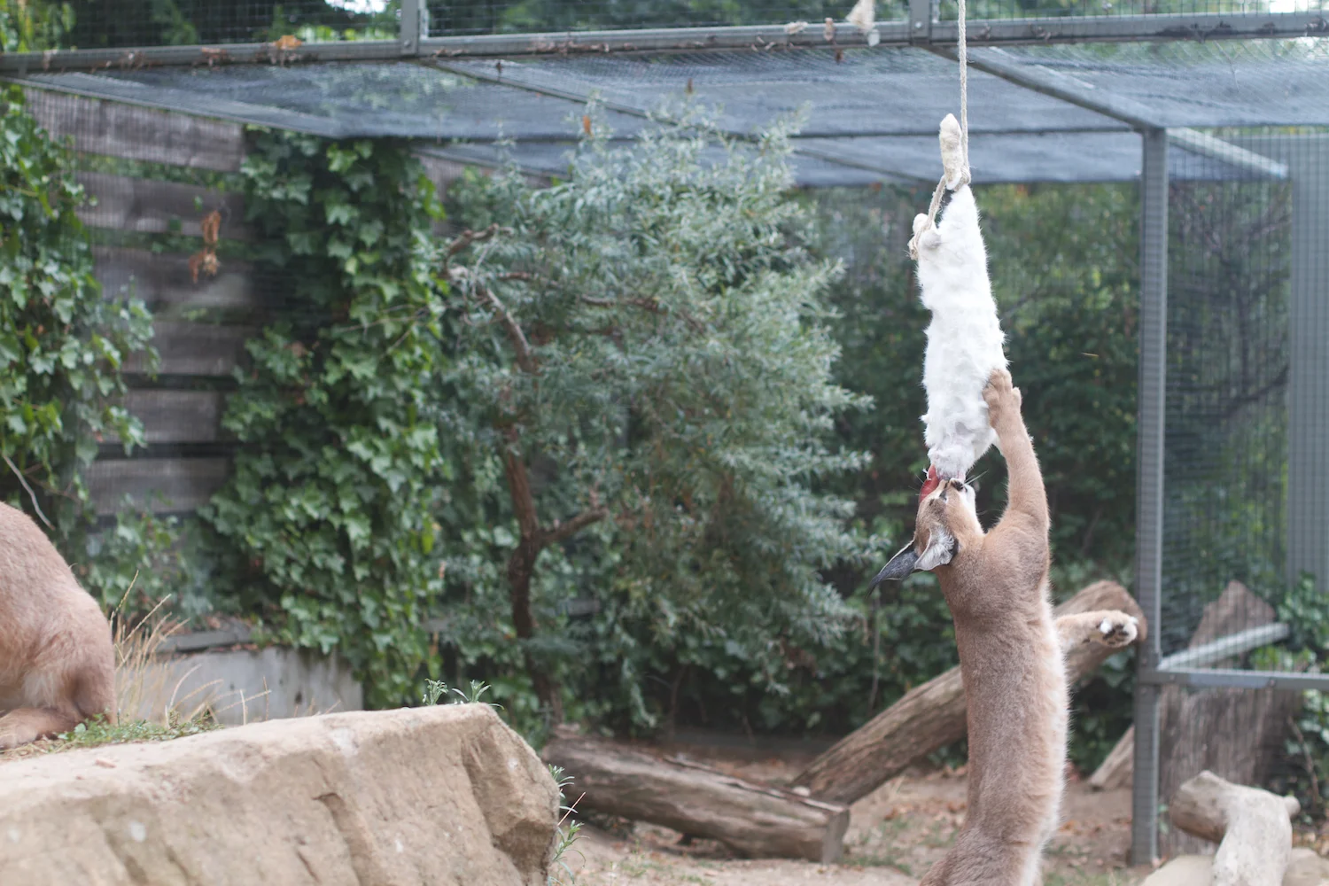 Anna gal bogorm 2013_08_08 9.jpg