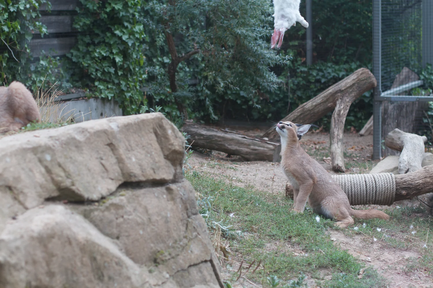 Anna gal bogorm 2013_08_08 11.jpg