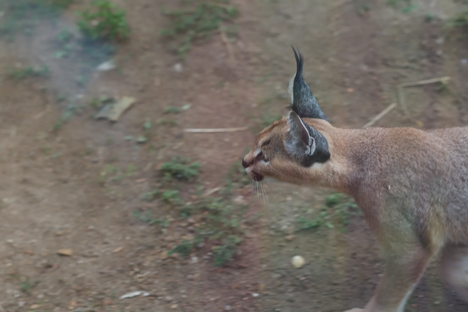 Anna gal bogorm 2013_08_08 14.jpg