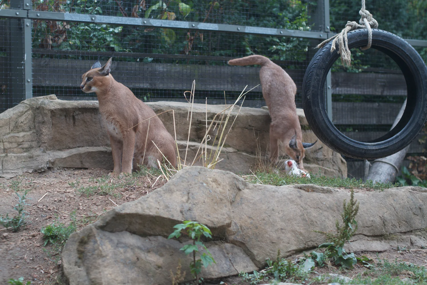 Anna gal bogorm 2013_08_08 16.jpg