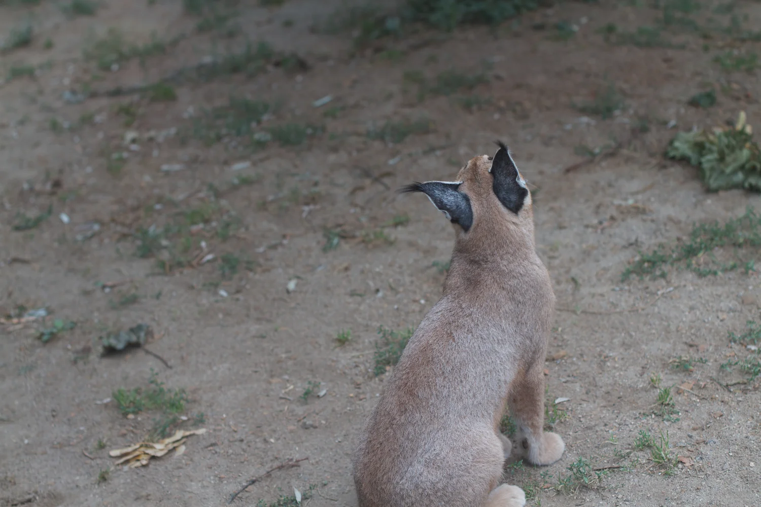 Anna gal bogorm 2013_08_08 17.jpg