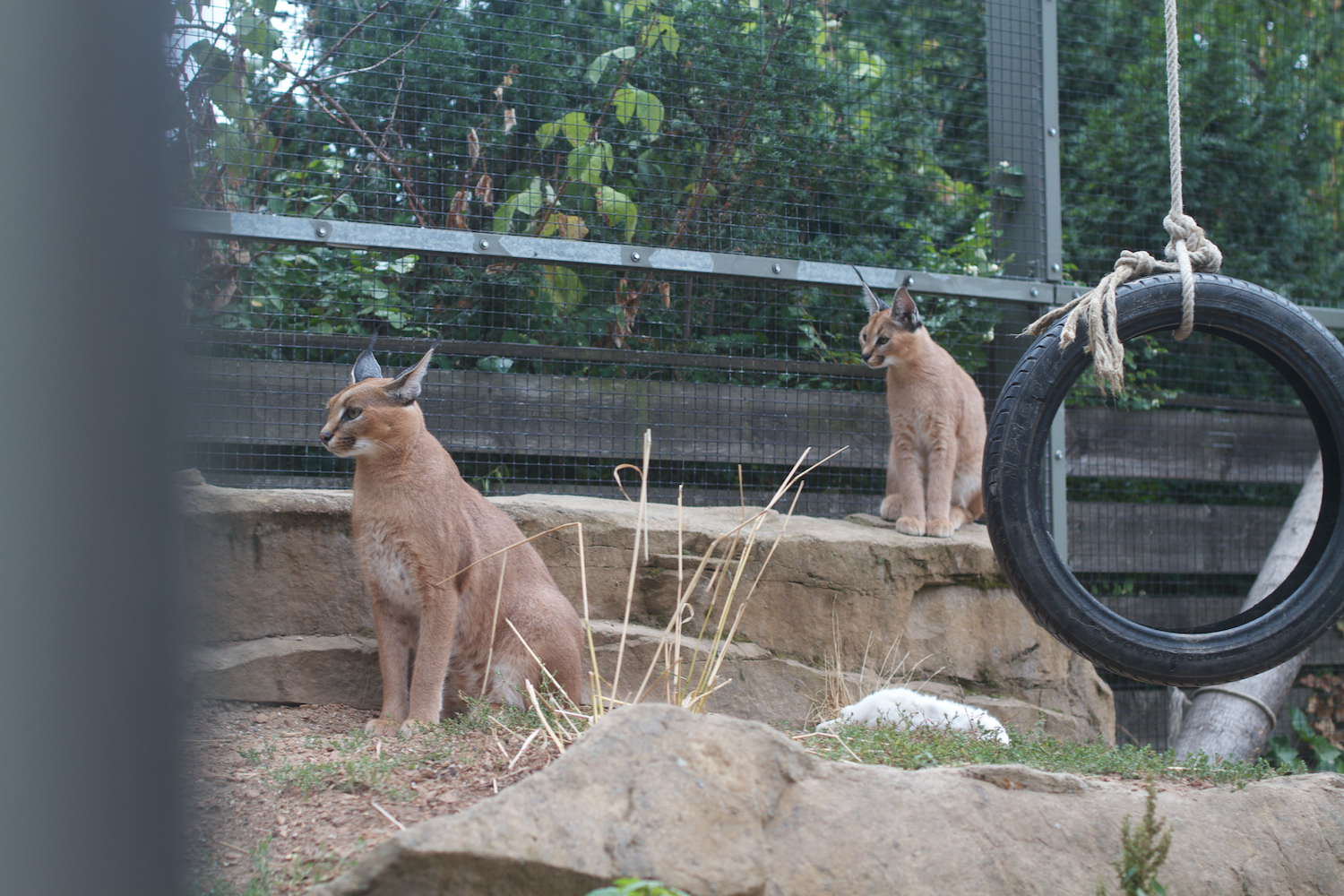 Anna gal bogorm 2013_08_08 19.jpg