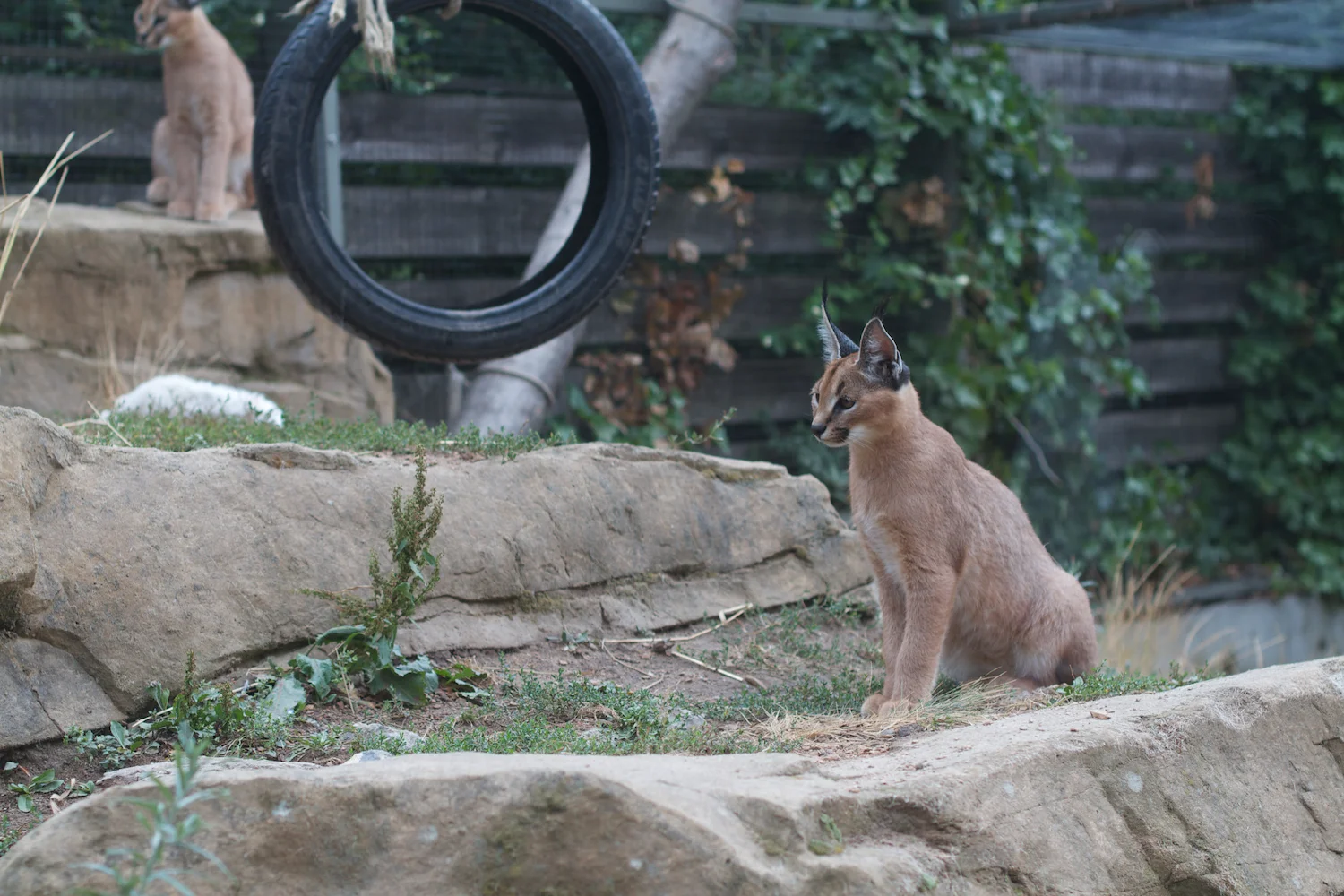 Anna gal bogorm 2013_08_08 20.jpg