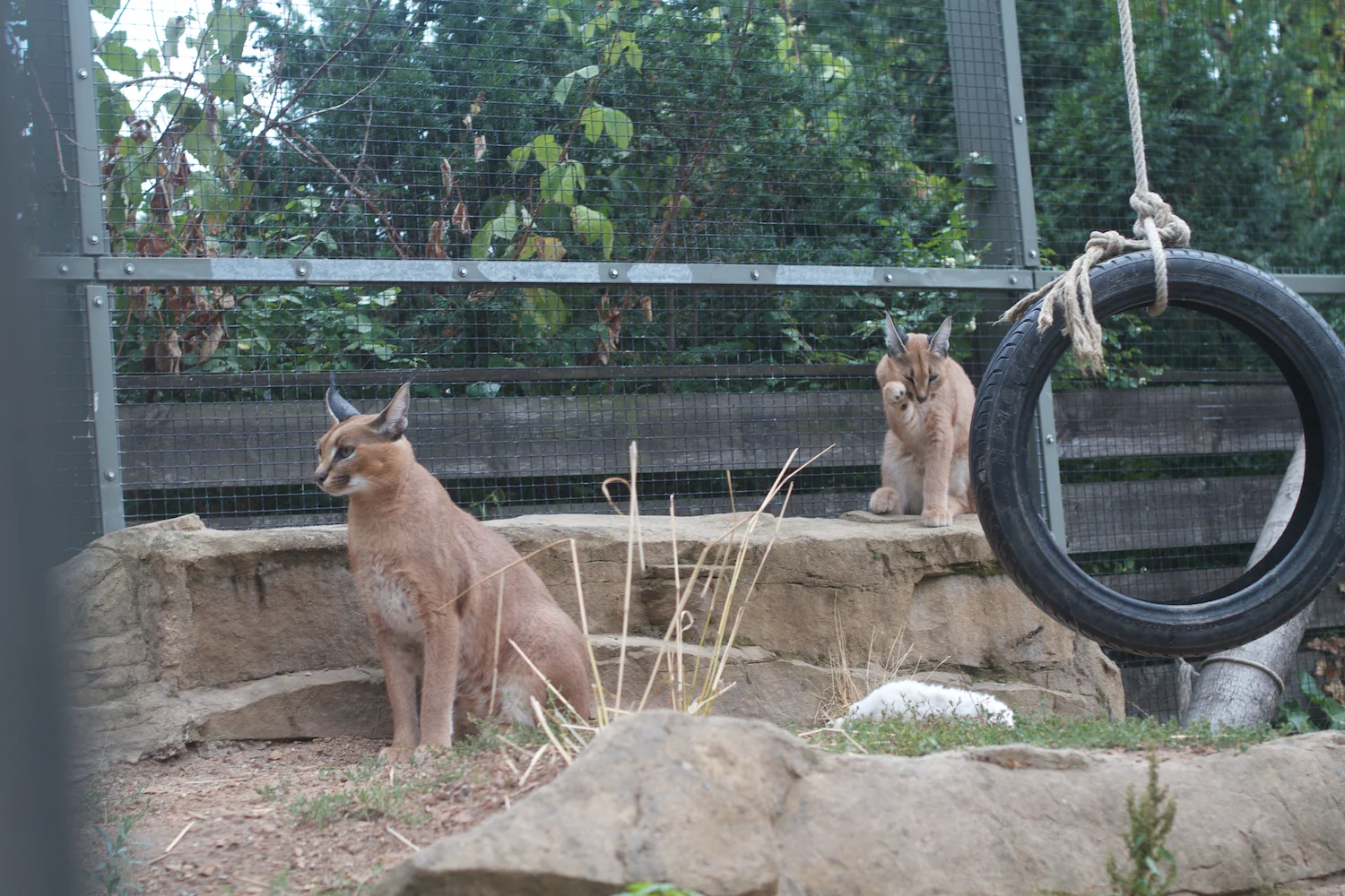 Anna gal bogorm 2013_08_08 21.jpg