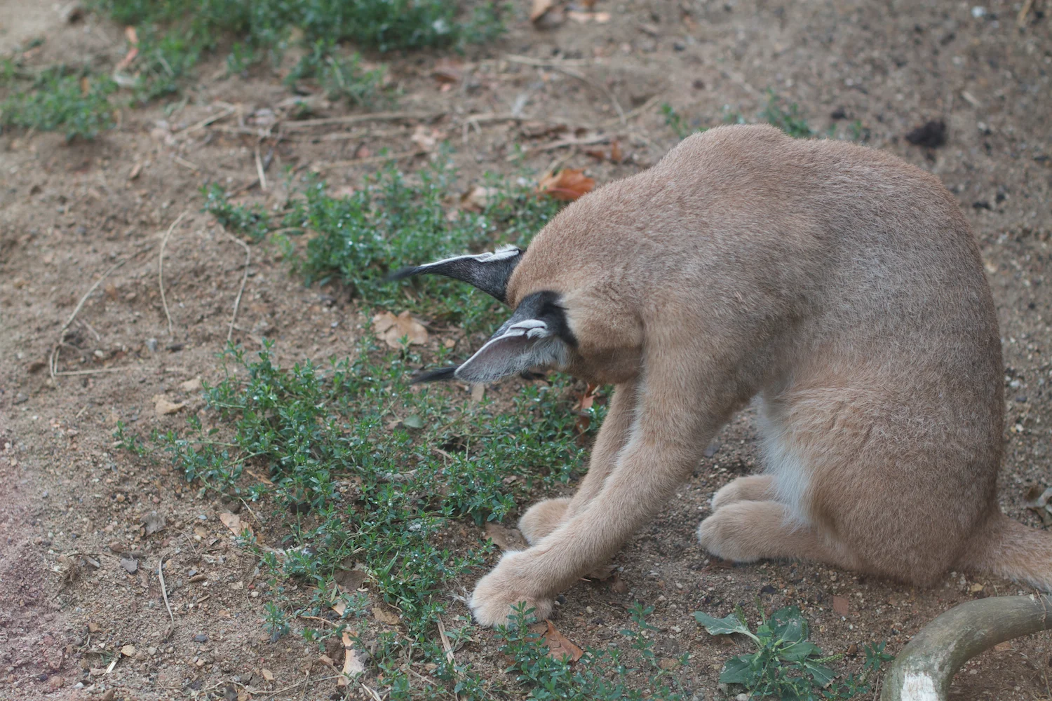 Anna gal bogorm 2013_08_08 23.jpg