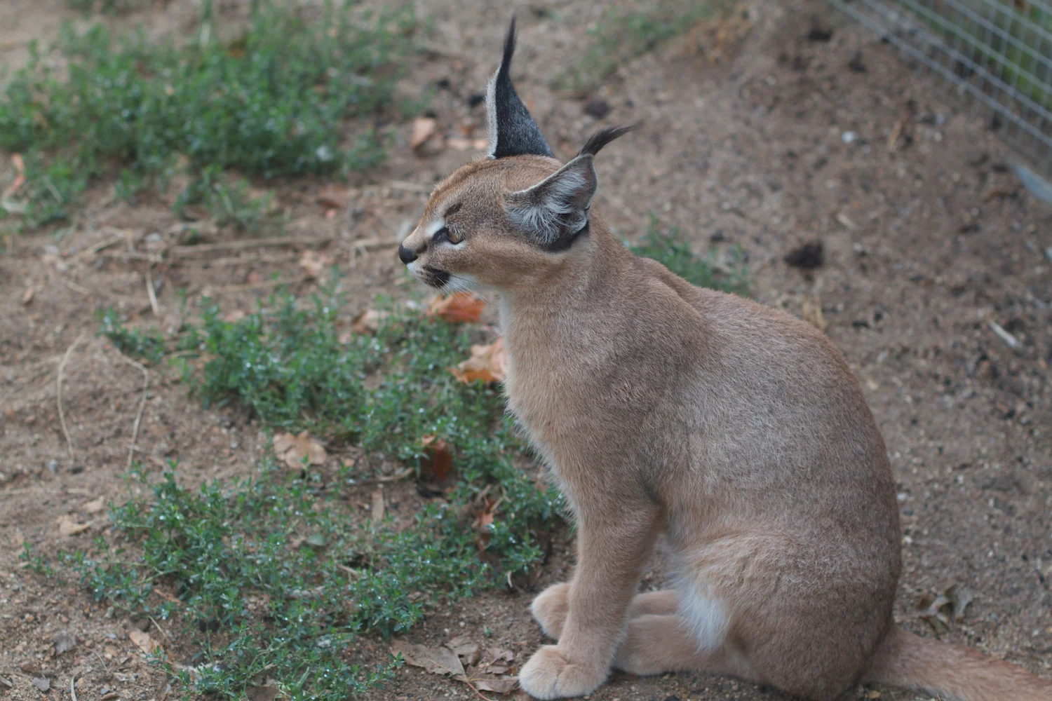 Anna gal bogorm 2013_08_08 24.jpg