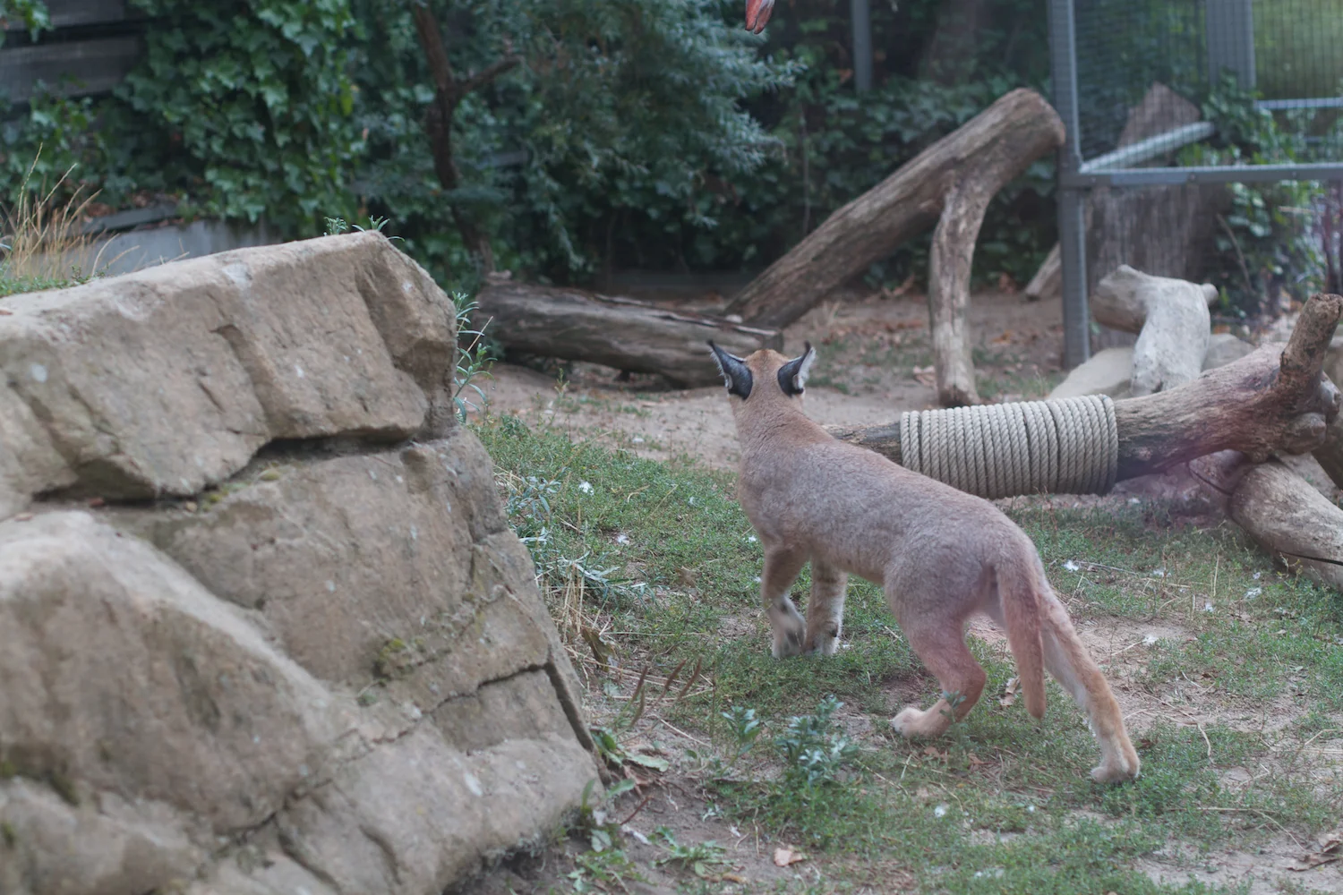 Anna gal bogorm 2013_08_08 25.jpg