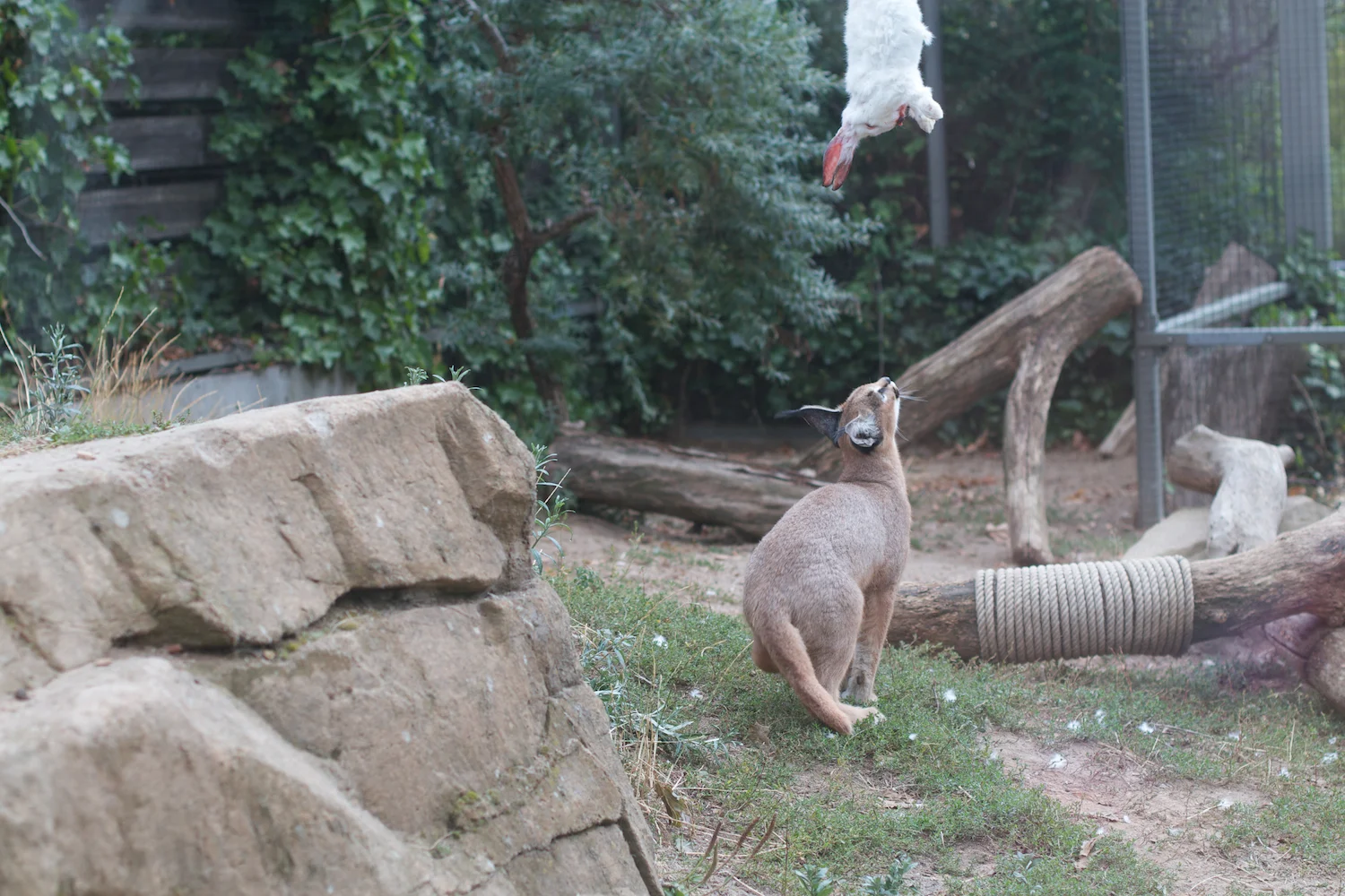 Anna gal bogorm 2013_08_08 26.jpg