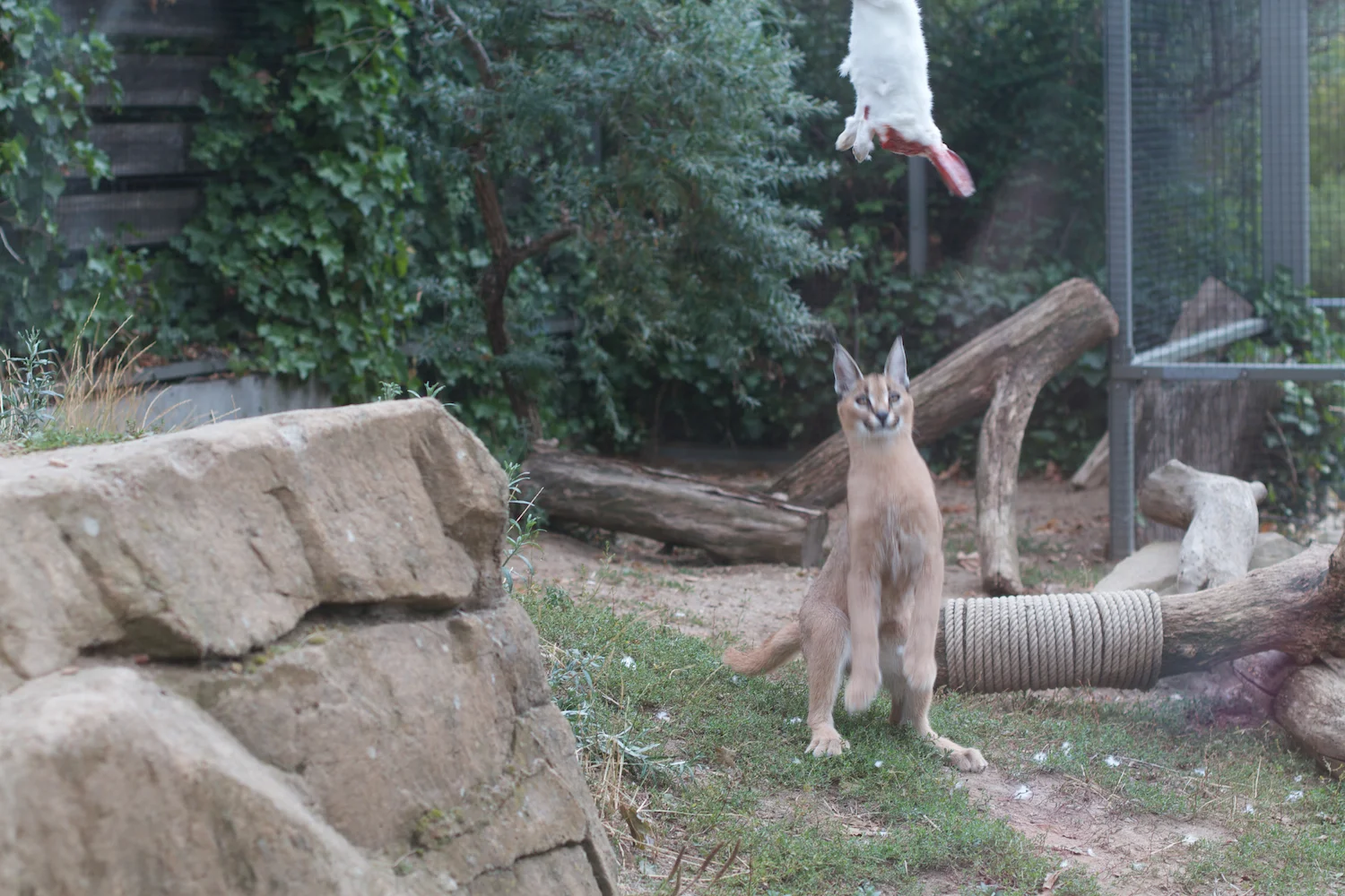 Anna gal bogorm 2013_08_08 27.jpg