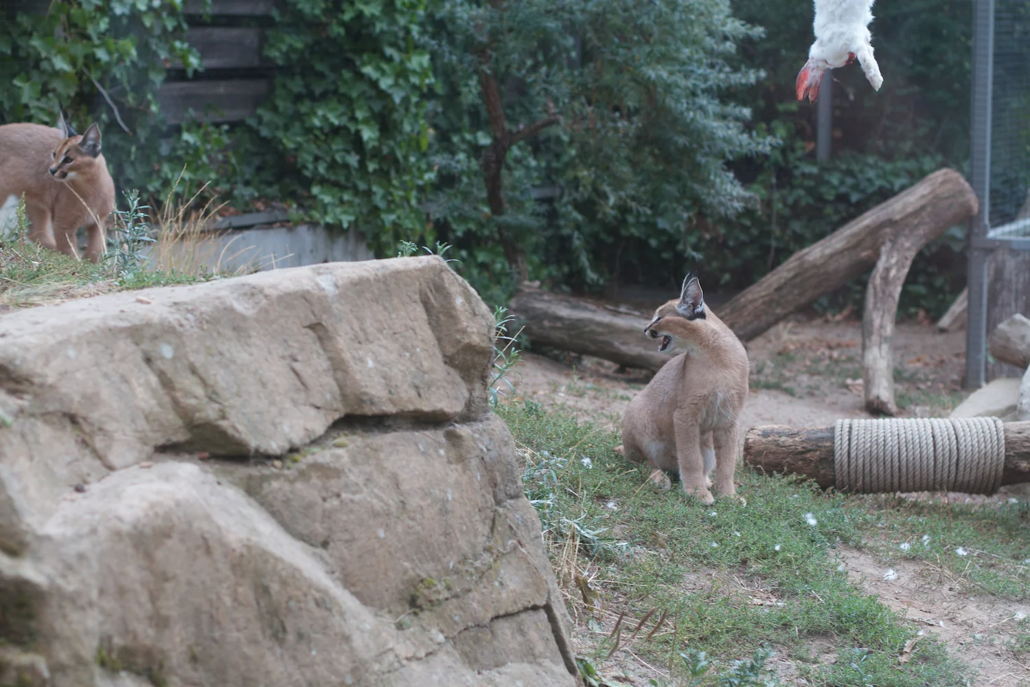 Anna gal bogorm 2013_08_08 29.jpg