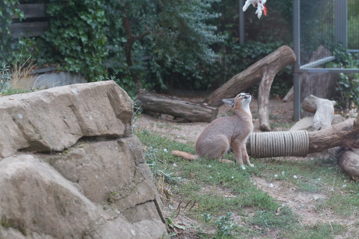 Anna gal bogorm 2013_08_08 28.jpg