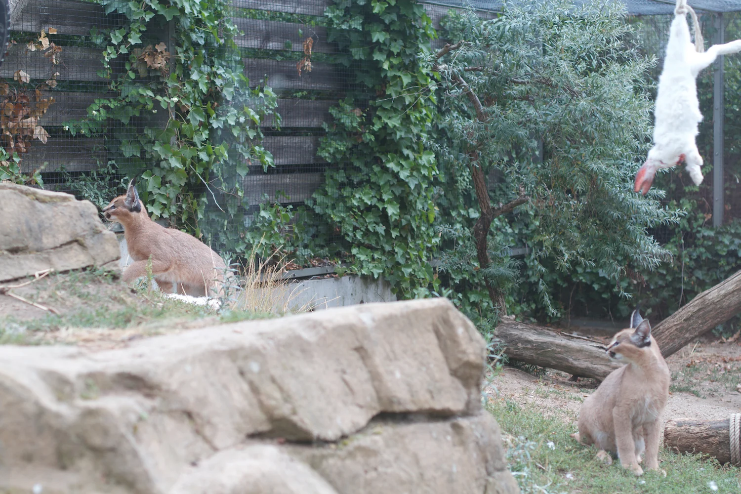 Anna gal bogorm 2013_08_08 30.jpg