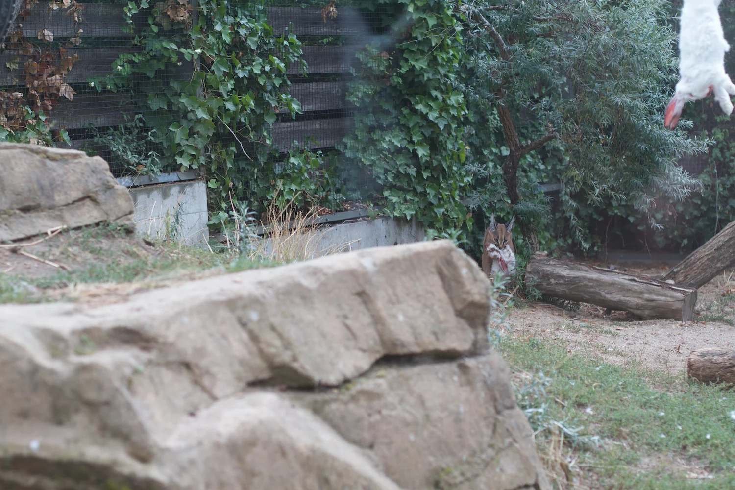 Anna gal bogorm 2013_08_08 43.jpg