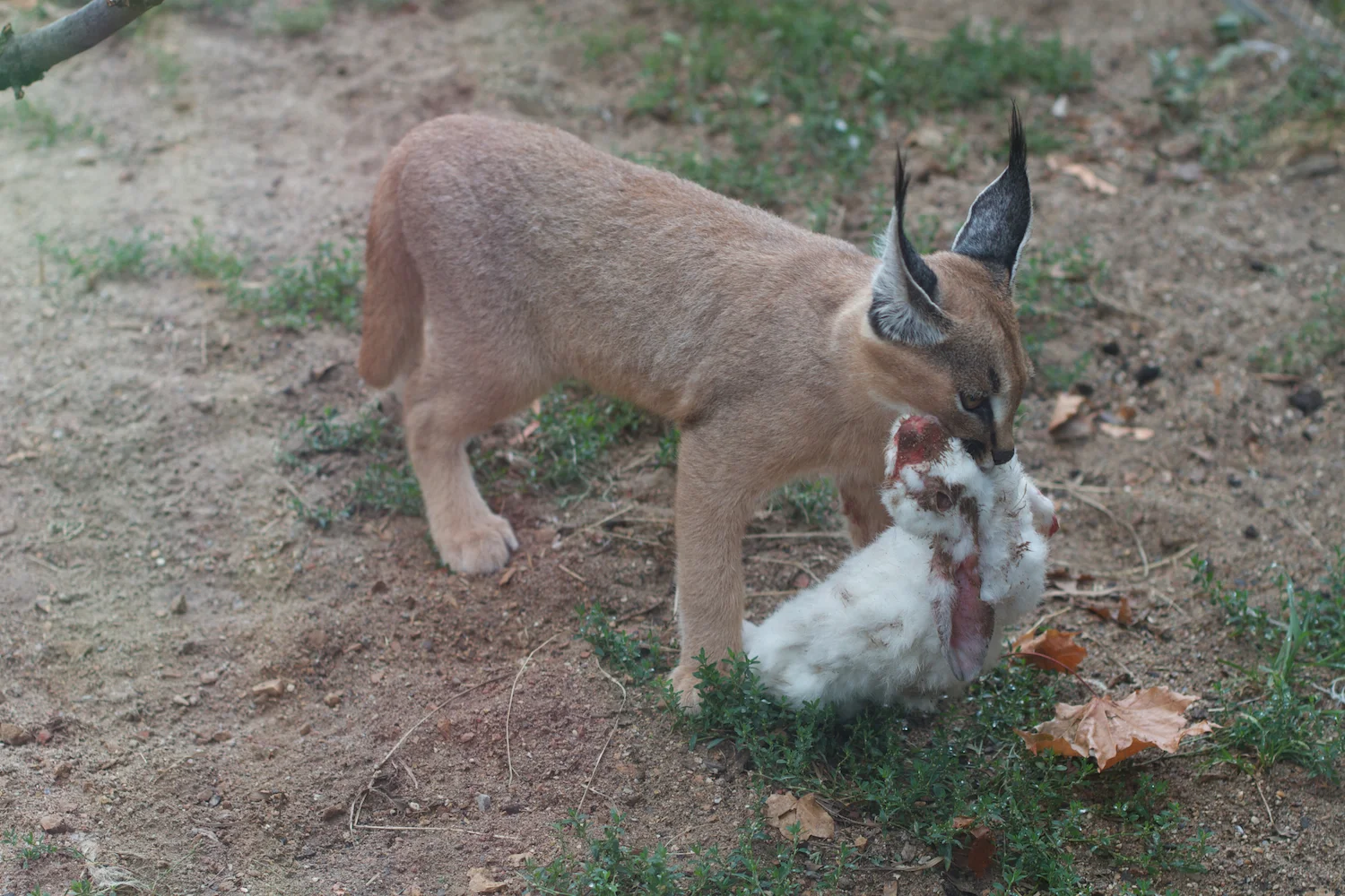 Anna gal bogorm 2013_08_08 44.jpg