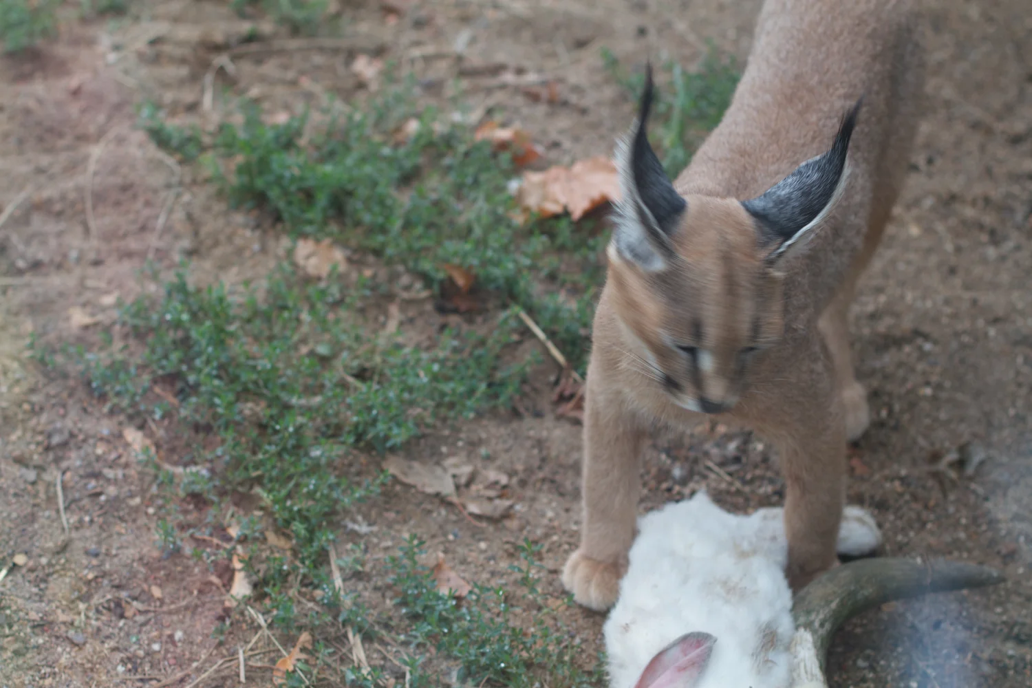 Anna gal bogorm 2013_08_08 46.jpg