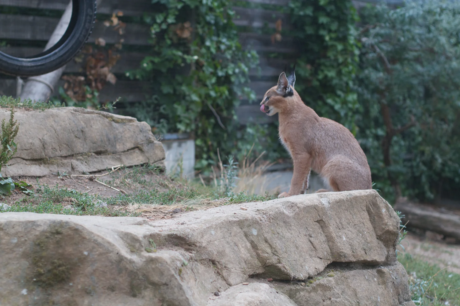 Anna gal bogorm 2013_08_08 47.jpg