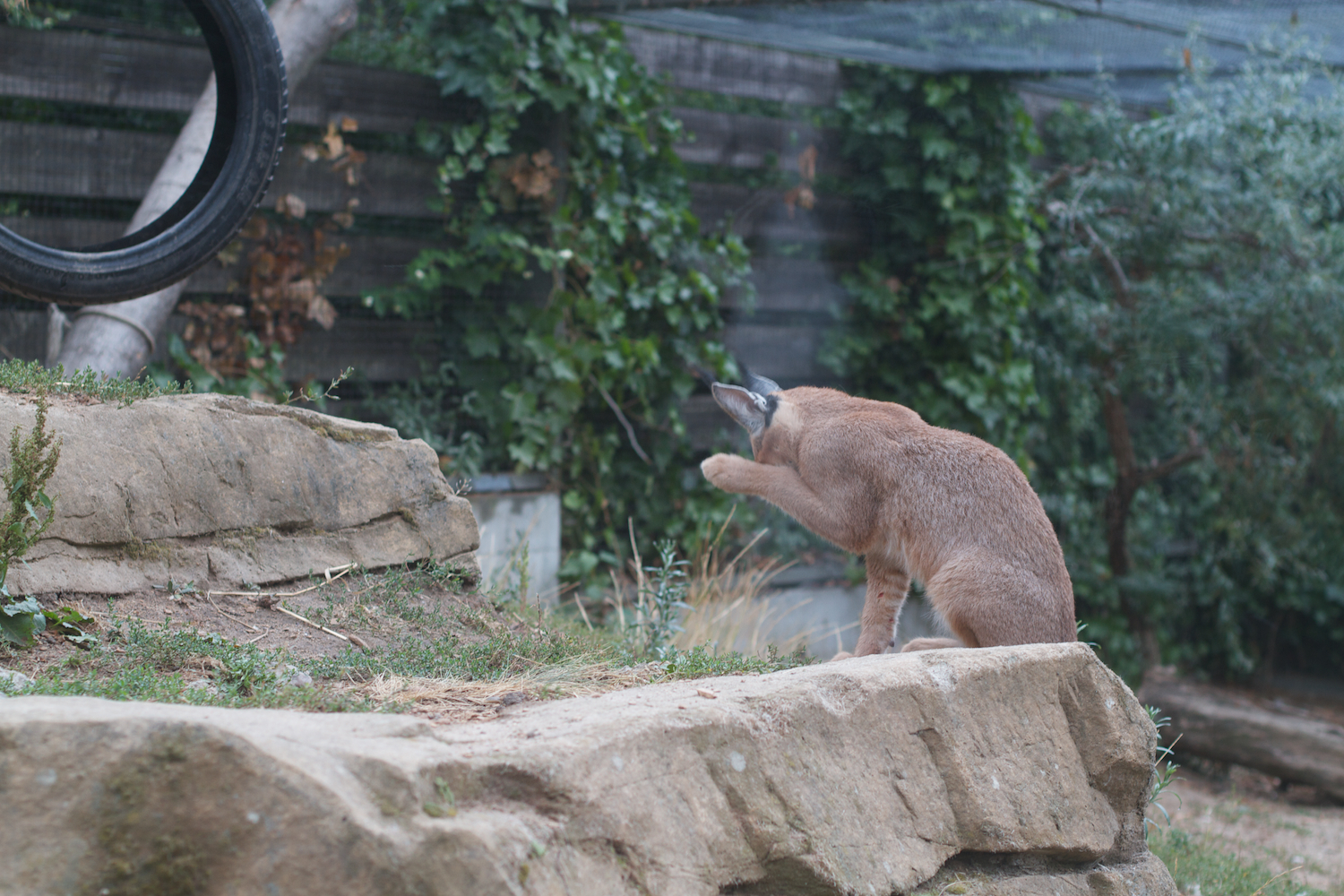 Anna gal bogorm 2013_08_08 48.jpg