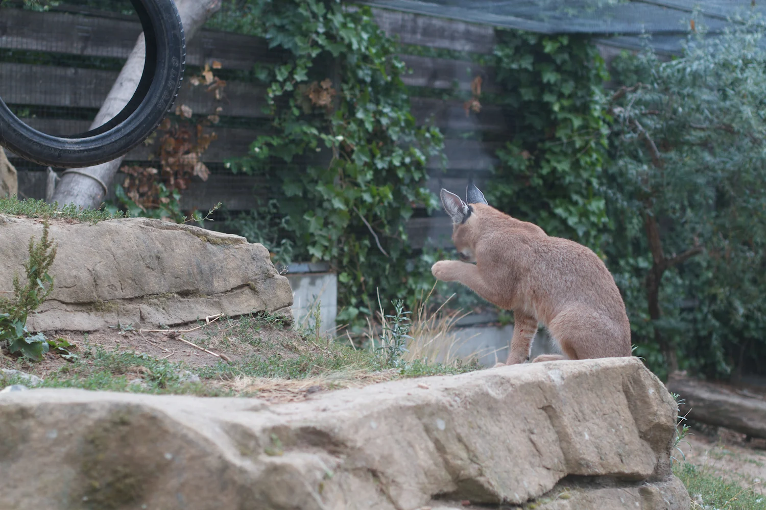 Anna gal bogorm 2013_08_08 49.jpg