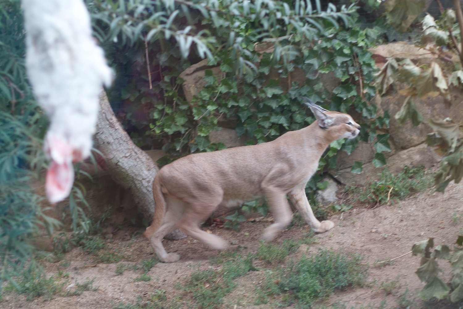 Anna gal bogorm 2013_08_08 51.jpg